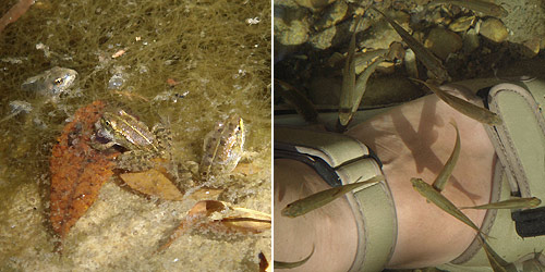 Left: Young Iberian Water Frogs. Right: Tiny fish looking for a meal.