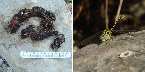 Left: An otter spraint. Right: A Small Pincertail dragonfly (Onychogomphus forcipatus)