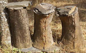 Los romanos empleaban el corcho para tapar vasijas, construir tejados y fabricar colmenas
