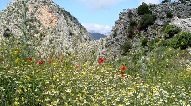News from the Grazalema Guide, Wildside Holidays, Ronda Today, The Caminito del Rey and the Iberia Nature Forum