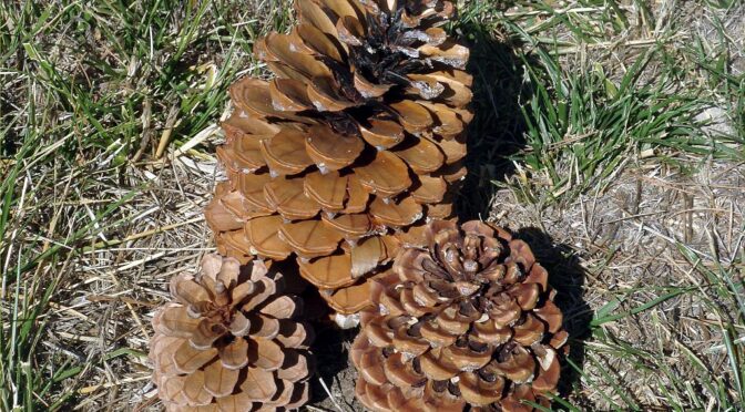Pine cones in Grazalema. Summer heat in the Sierra de Grazalema