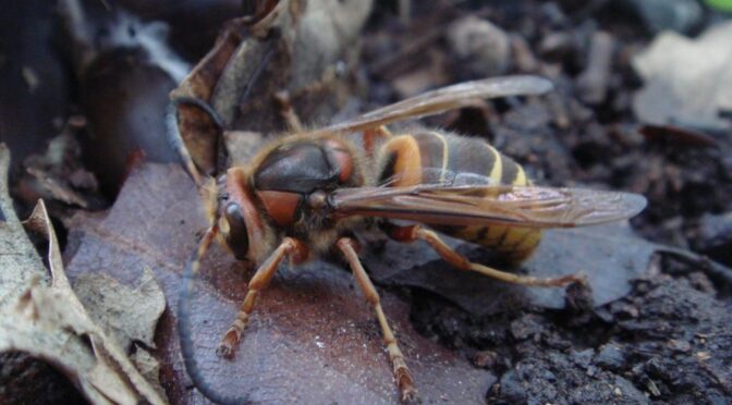 Hornets – The Gentle Giants of the Wasp World