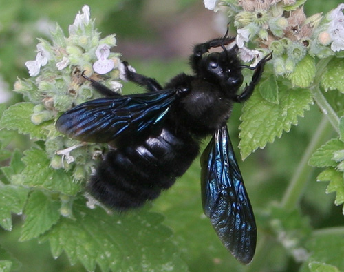 Carpenter Bees (Xylocopa violacea) Abeja azul de la madera