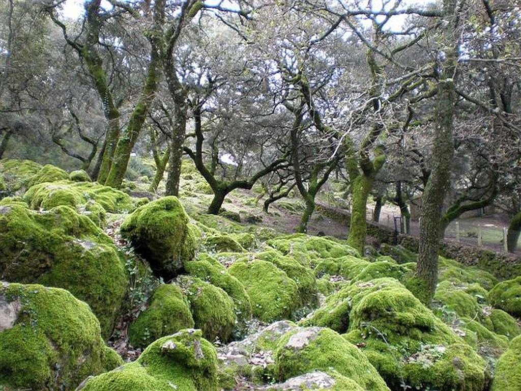 Llanos del campo en la Sierra de Grazalema