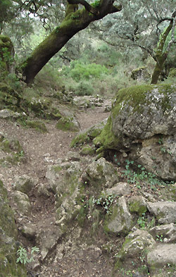 Rocky path -  Llanos del campo in the Sierra de Grazalema