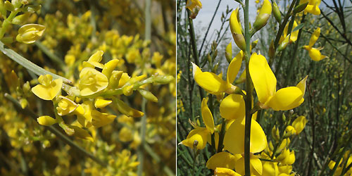Left: Retama (Lygos) sphaerocarpa Right: Spartium junceum Early summer wildflowers in the Sierra de Grazalema