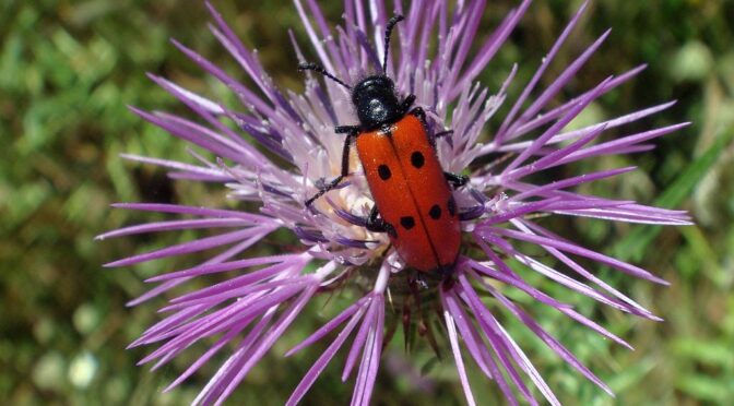 Insects in June in the Sierra de Grazalema