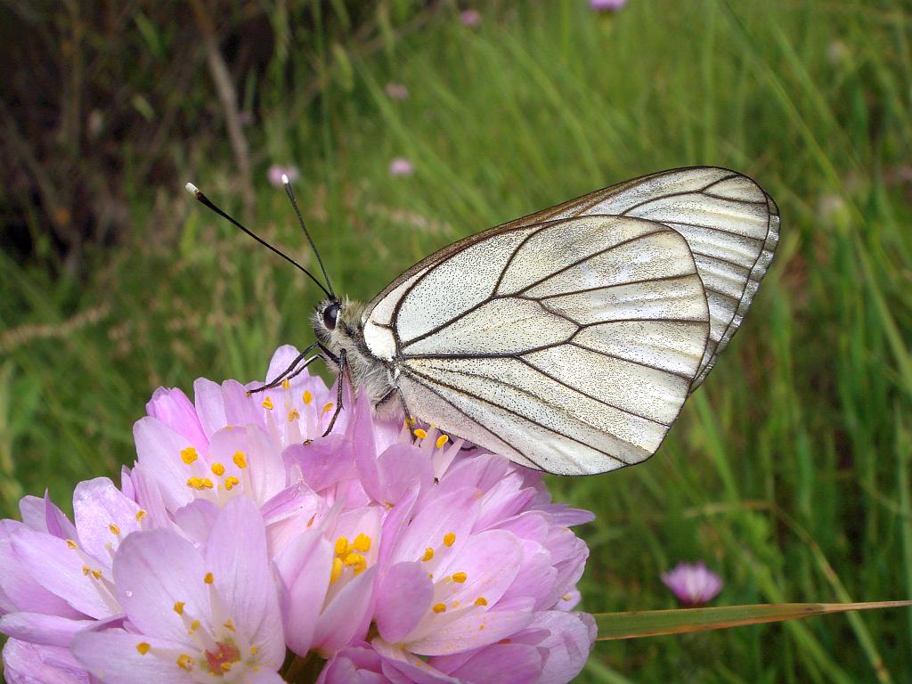 Butterflies on the wing in June in the Sierra de Grazalema