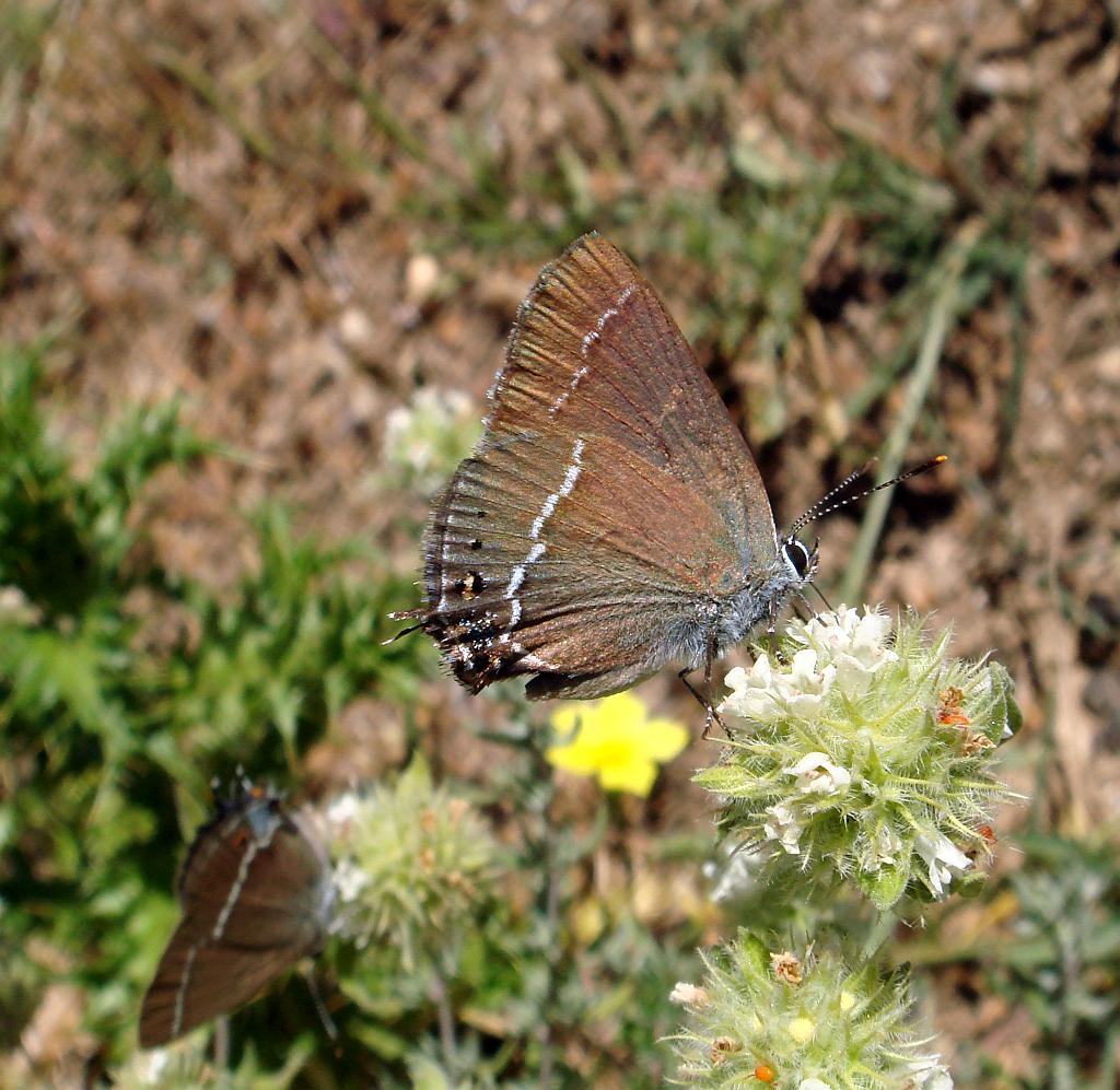 Butterflies on the wing in June in the Sierra de Grazalema