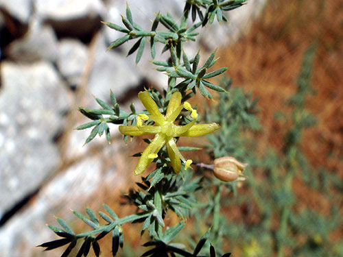 Asparagus-acutifolius