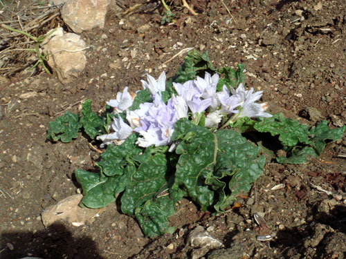 Mandragora-autumnalis