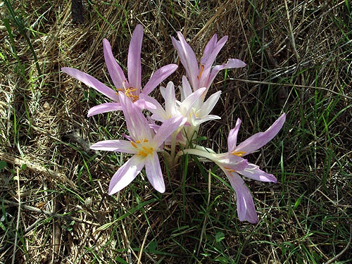 colchicum-lusitanicum