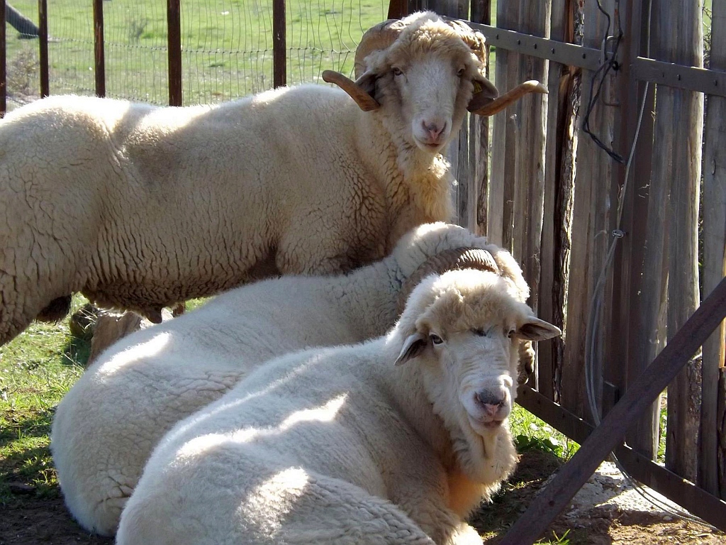 Merino sheep in Grazalema
