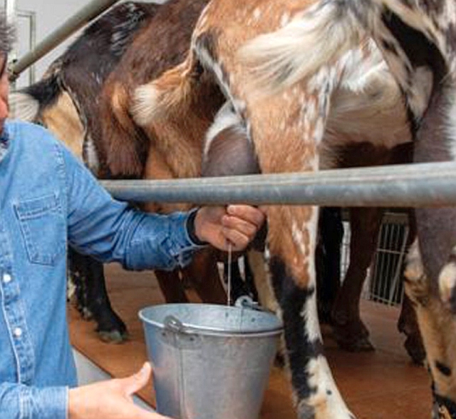 Milking a payoyo goat