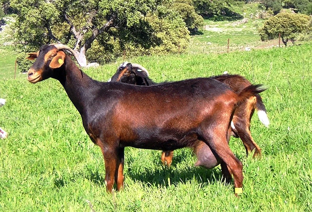 Payoyo goat in Grazalema